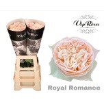 Roos 70cm Royal Romance
