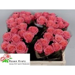 Roos 50cm Barby