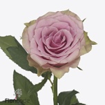 Roos 40cm Flirt