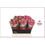 Roos 40cm Flirt