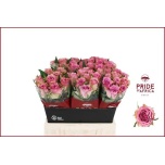 Roos 40cm Flirt