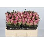 Roos 50cm Flirt