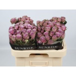 Kobarroos 60cm Purple Sky