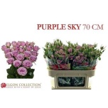 Kobarroos 70cm Purple Sky