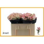 Kobarroos 50cm Yvette