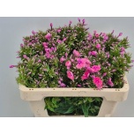 Phlox kiki 50cm