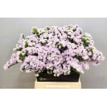Limonium Parkjuur S Sera Sun Birds 50cm