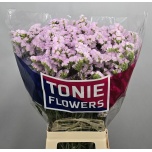 Limonium Parkjuur S Sera Sun Birds 75cm