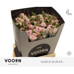 Kobarroos 70cm Nadia Duran