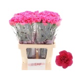 Dianthus Nelk ST Cherry Damascus*20