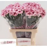 Dianthus Nelk ST Cherry Damascus*20