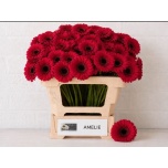 Gerbera MINI Amelie*20