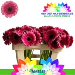 Gerbera MINI Amelie*20