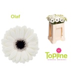 Gerbera MINI Olaf*20