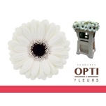 Gerbera MINI Olaf*20