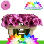 Gerbera MINI Nena*20