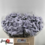 Limonium Parkjuur S Silky Wings 60cm