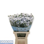 Limonium Parkjuur S Silky Wings 70cm