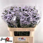 Limonium Parkjuur S Silky Wings 70-75cm