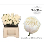 Roos 40cm Mansfield White Park