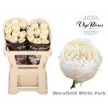 Roos 50cm Mansfield White Park