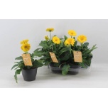 Gerbera garvinea sweet joy 15cm