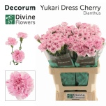 Dianthus Nelk ST Yukari Dress Cherry*20