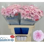 Dianthus Nelk ST Yukari Dress Cherry*20