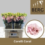 Eustoma Preeriakell Corelli Coral