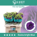 Eustoma Preeriakell Rosita Bright Blue