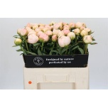 Paeonia Pojeng Full Sail 50-55cm