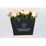 Paeonia Pojeng Full Sail 50-55cm