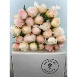 Paeonia Pojeng Full Sail 50-55cm