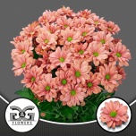 Chrysanthemum Krüsanteem SP Summer Love 80gr*5