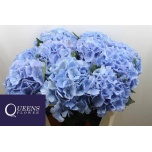 Hydrangea Hortensia Royal Sympho Blue 70cm*5