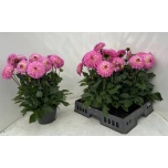 Dahlia Daalia dalina maxi starburst pink 21cm