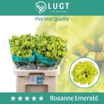 Eustoma Preeriakell Rosanne Emerald