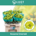 Eustoma Preeriakell Rosanne Emerald