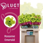 Eustoma Preeriakell Rosanne Emerald (Lugt Lisianthus)