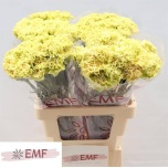 Dianthus Nelk ST Mali*20