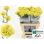 Dianthus Nelk ST Mali*20