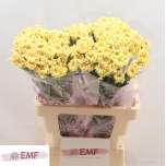 Dianthus Nelk ST Mali*20