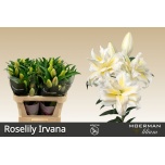 Lilium Liilia OR DU RL Irvana 75cm