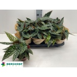 Begonia Begoonia leaf maculata spotlight green 12cm