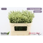 Limonium Parkjuur V Sensy Lemonade 70cm