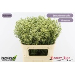 Limonium Parkjuur V Sensy Lemonade 80cm