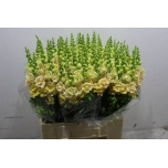 Antirrhinum Lõvilõug Snapstar Champagne 65cm