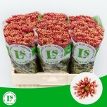 Chrysanthemum Krüsanteem SANTINI Miri Yellow*25