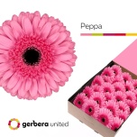 Gerbera GR Peppa*25