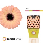 Gerbera MINI Jedi*20